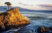 Evening Light on Lone Cypress Tree at Pebble Beach Fine Art Print by Michael Howell