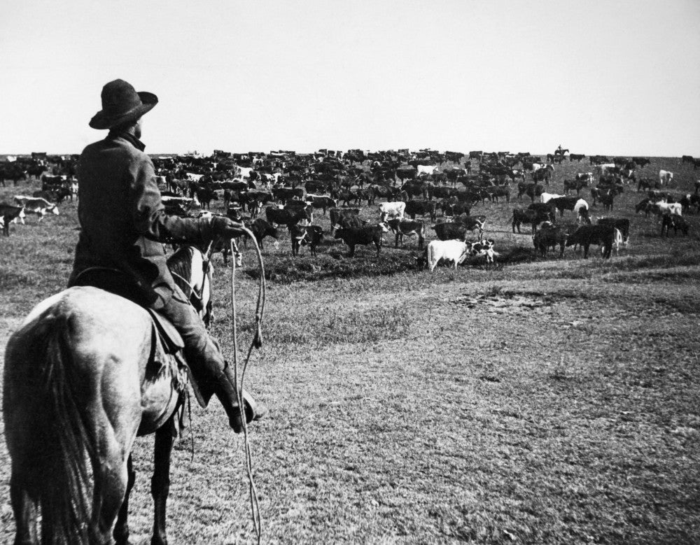 Kansas Cattle Herding Photo Print from 1900 by Granger Collection