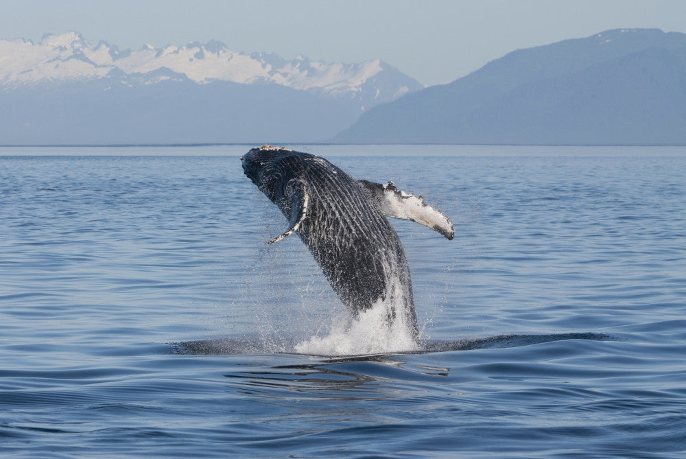 Humpback Whale Breaching in Frederick Sound Fine Art Print by Tom Soucek