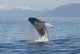 Humpback Whale Breaching in Frederick Sound Fine Art Print by Tom Soucek