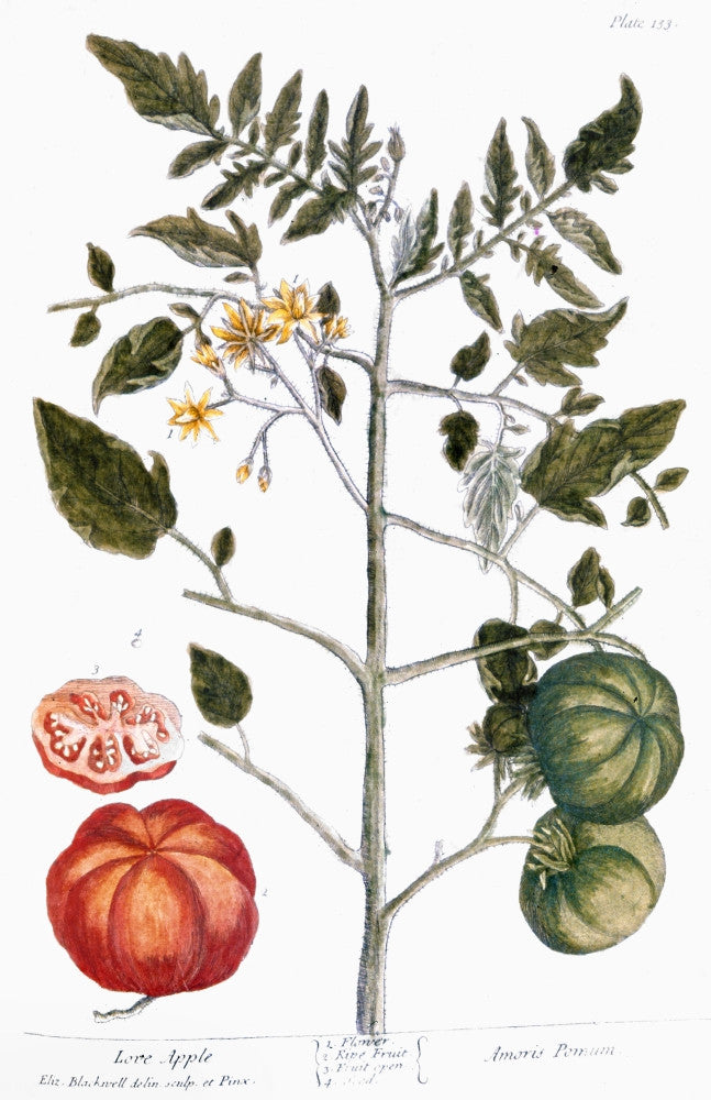 Tomato Plant Line Engraving by Elizabeth Blackwell | Poster Print