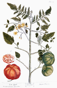 Tomato Plant Line Engraving by Elizabeth Blackwell | Poster Print