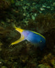 A Ribbon Eel in Indonesia Fine Art Print by Brent Barnes
