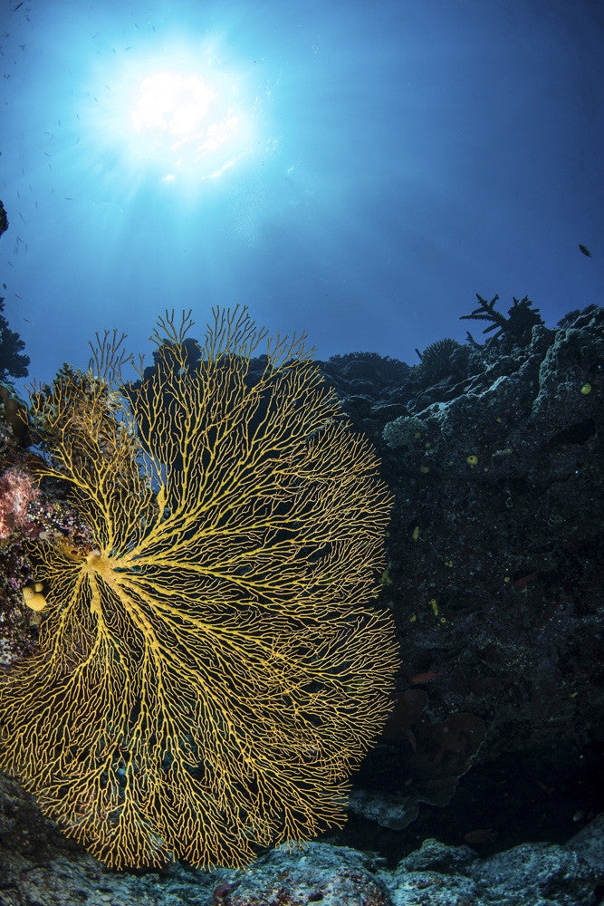 Golden Sea Fan Art Print by Brook Peterson | Posterazzi