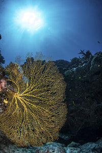 Golden Sea Fan Art Print by Brook Peterson | Posterazzi
