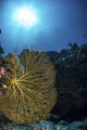 Golden Sea Fan Art Print by Brook Peterson | Posterazzi