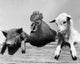 Portrait of Farm Animals Fine Art Print - Available in Multiple Sizes