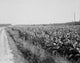 Plants on Field Fine Art Print - Available in Multiple Sizes