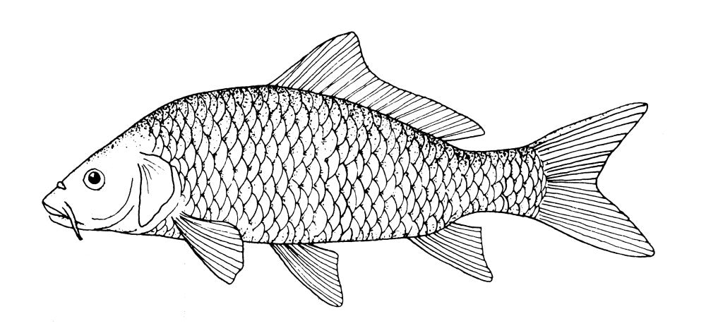 Fish: Carp (Cyprinus Carpio) 19th Century Line Engraving Poster Print by Granger Collection