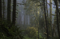 Sunlight and Fog at Ecola State Park Fine Art Print by Robert L. Potts