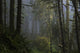 Sunlight and Fog at Ecola State Park Fine Art Print by Robert L. Potts