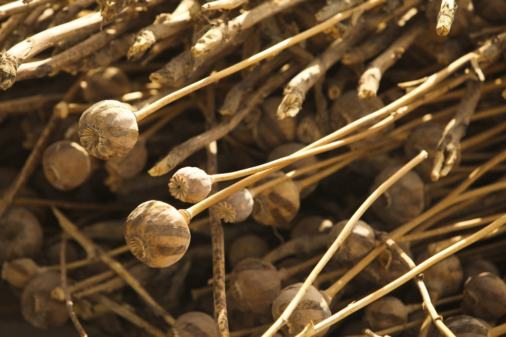 Dried Poppy Plants in Afghanistan Poster Print - Civil Affairs Patrol