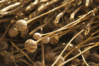 Dried Poppy Plants in Afghanistan Poster Print - Civil Affairs Patrol