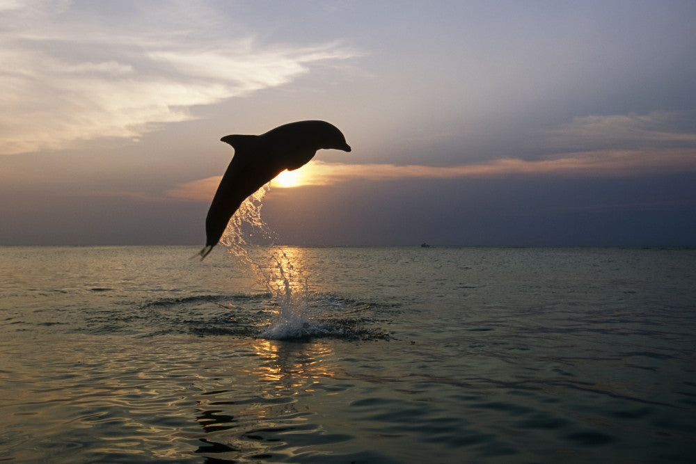 Bottlenose Dolphin Jumping at Sunset Fine Art Print by Tom Soucek