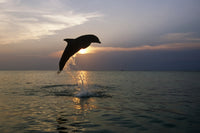 Bottlenose Dolphin Jumping at Sunset Fine Art Print by Tom Soucek