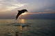 Bottlenose Dolphin Jumping at Sunset Fine Art Print by Tom Soucek
