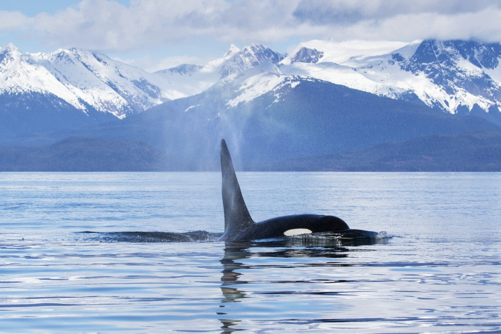 An Orca Whale in Alaska Fine Art Print by John Hyde