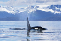 An Orca Whale in Alaska Fine Art Print by John Hyde