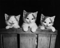 Three Kittens in a Basket Fine Art Print