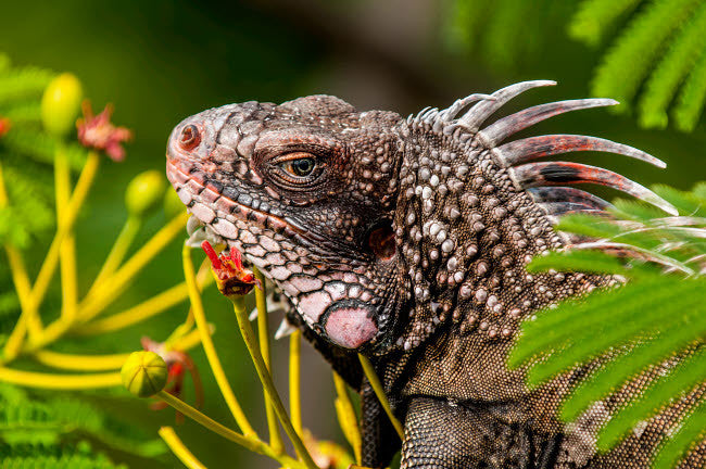 Green Iguana Fine Art Print by Michael DeFreitas - St Thomas