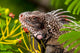 Green Iguana Fine Art Print by Michael DeFreitas - St Thomas