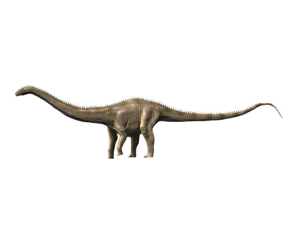 Supersaurus Late Jurassic Dinosaur Poster Print