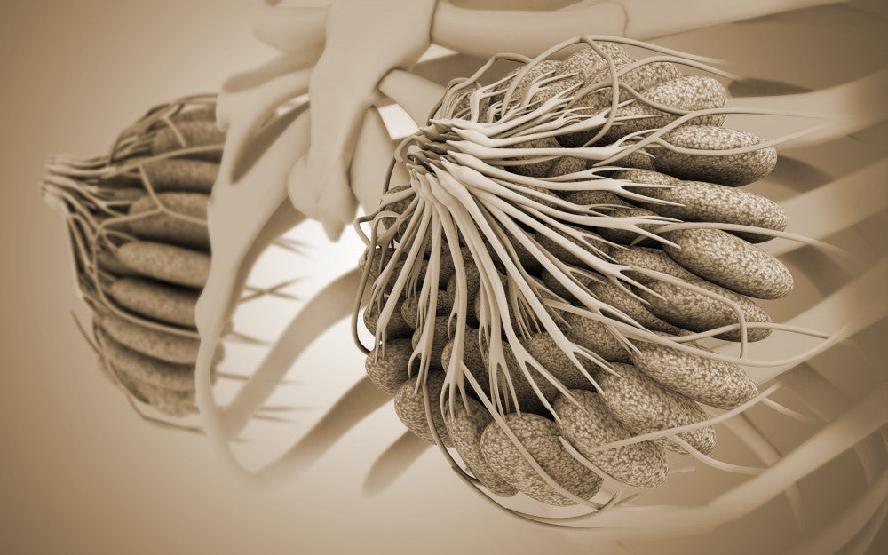 Conceptual Female Breast Anatomy Fine Art Print