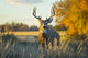 White-tailed Deer Buck Fine Art Print by Vic Schendel