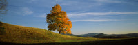 Sugar Maple Tree Fine Art Print - Peacham, Vermont