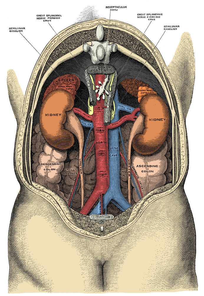 Dissection of the Abdomen Fine Art Print by Science Source