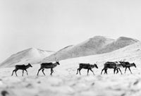 Caribou Fine Art Print by Granger Collection - 20th Century Photography