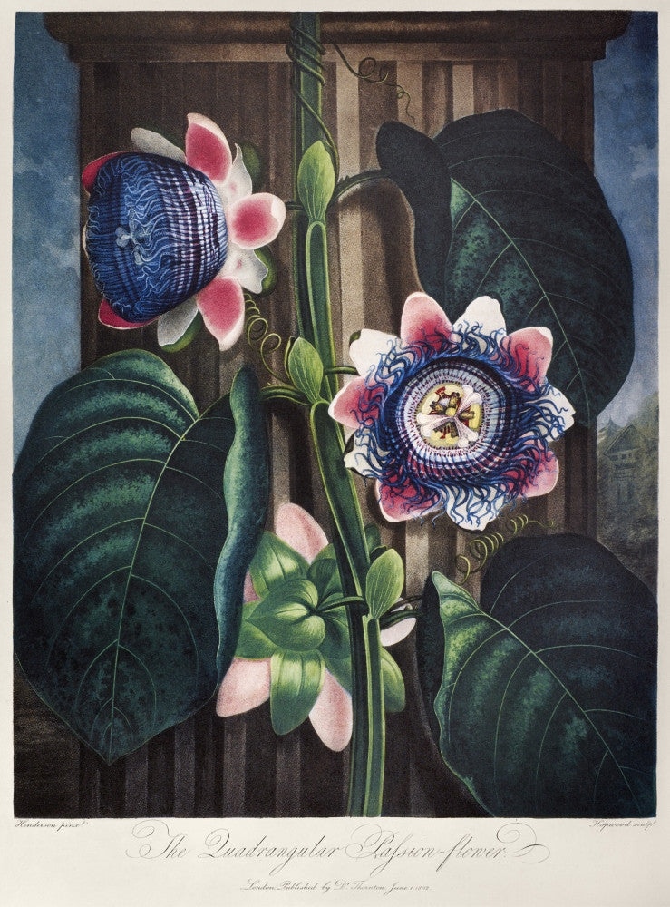 Thornton's Passion Flower Fine Art Print - Quadrangular Passion Flower