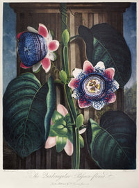Thornton's Passion Flower Fine Art Print - Quadrangular Passion Flower