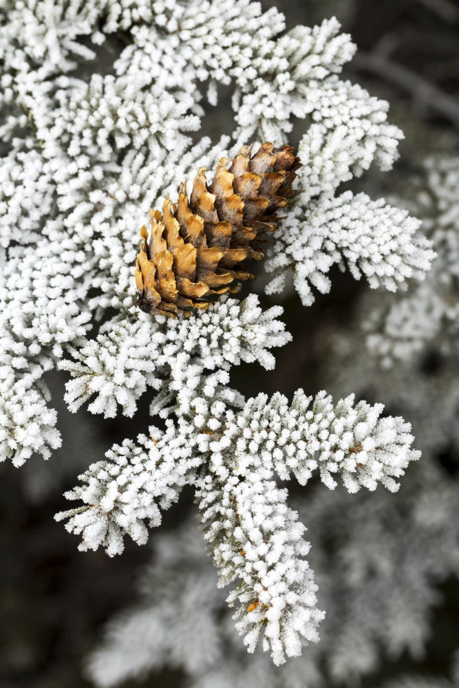 Close-Up Frosted Evergreen Tree Needles with Pine Cone Art Print by Michael Interisano