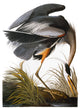 Great Blue Heron Fine Art Print from Audubon's The Birds of America