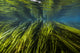 Texas Wild Rice Fine Art Print by Jennifer Idol | Stocktrek Images