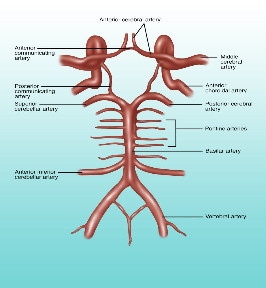 Circle of Willis Illustration Fine Art Print by Gwen Shockey