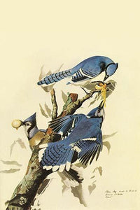 Blue Jay Fine Art Print by John James Audubon