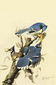 Blue Jay Fine Art Print by John James Audubon
