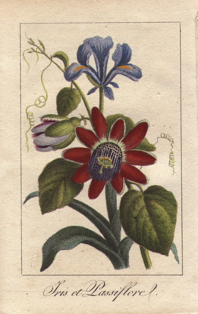 Blue Iris and Passionflower Fine Art Print by Florilegius