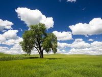 Lone Old Oak Tree in Wheat Field Fine Art Print by Terry Eggers