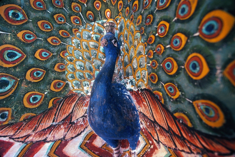 Peacock Sculpture and Wall Painting in Udaipur, India Fine Art Print