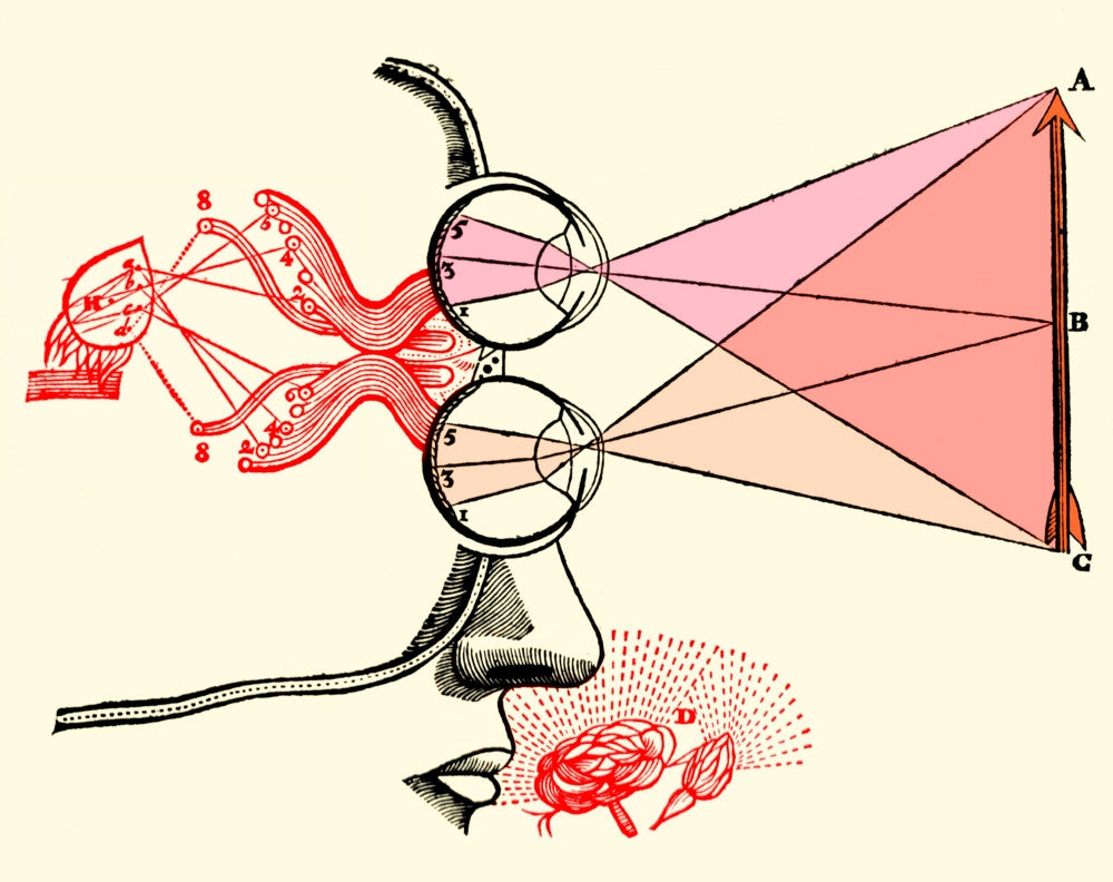 René Descartes Vision and Perception Fine Art Print by Science Source