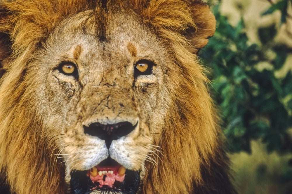 Close-Up of Male Lion Face Africa Fine Art Print by Tom Soucek