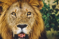 Close-Up of Male Lion Face Africa Fine Art Print by Tom Soucek