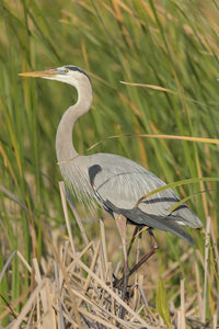 Great Blue Heron in Breeding Plumage Fine Art Print by Maresa Pryor