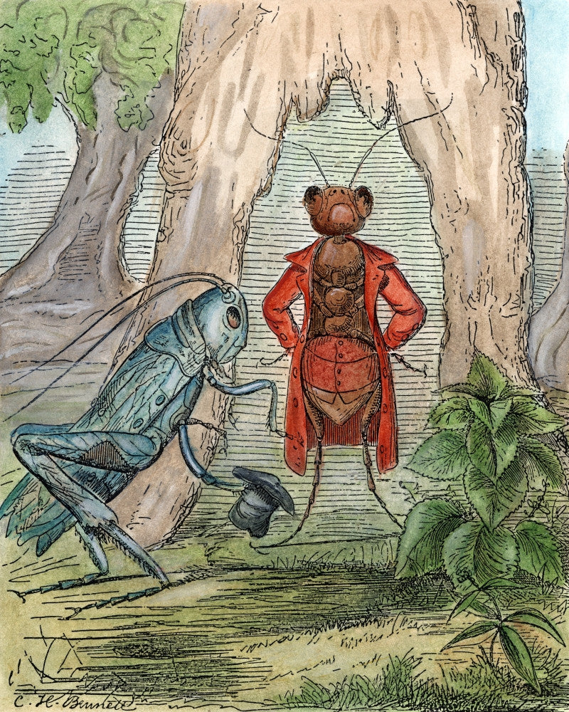 Aesop's Fable: The Grasshopper and the Ant Fine Art Print by Charles Henry Bennett