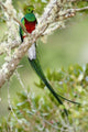 Resplendent Quetzal Close-Up Photo Print by Panoramic Images