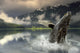 Humpback Whale Breaching Fine Art Print by Ron Sanford