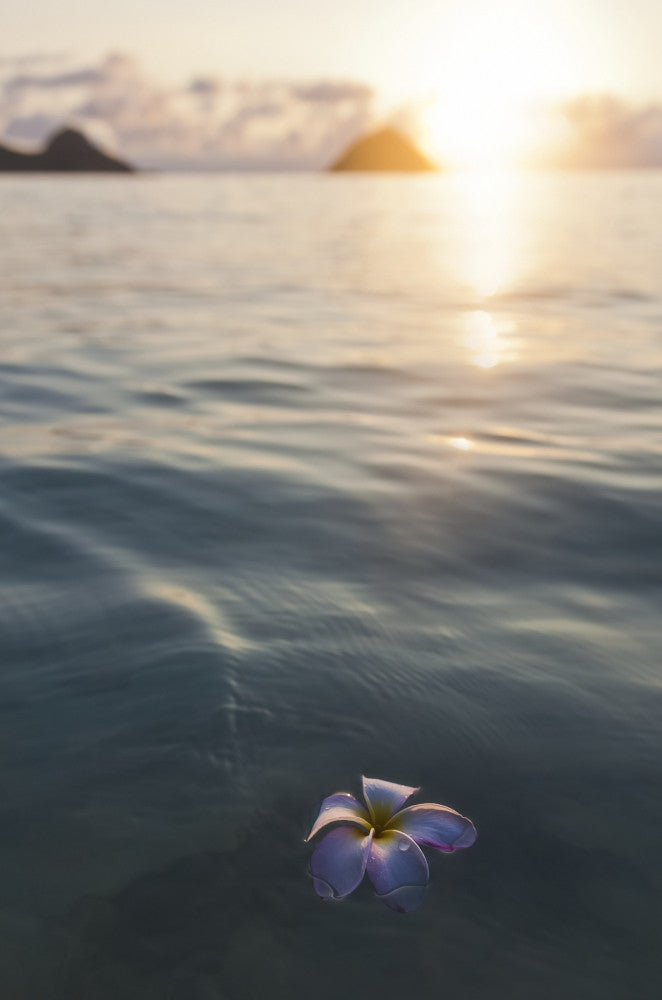 Pink Plumeria Flower Floating in Water Print by Brandon Tabiolo